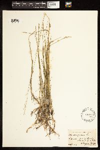Poa compressa image