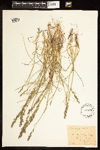 Poa compressa image