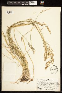 Poa compressa image