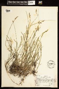 Poa compressa image