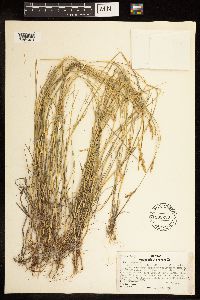 Poa compressa image