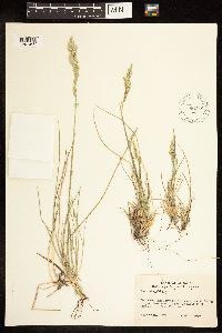 Poa compressa image