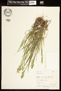 Poa compressa image