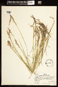Poa compressa image