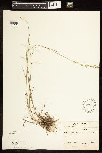 Poa compressa image