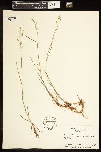 Poa compressa image