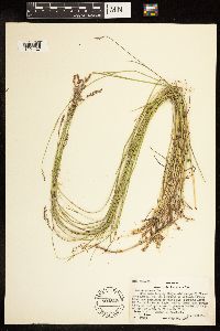 Poa compressa image