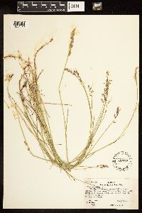 Poa compressa image