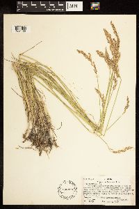 Poa compressa image