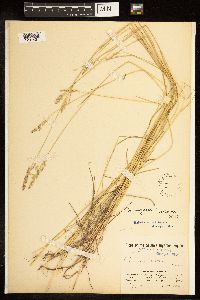 Poa compressa image