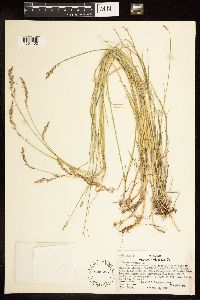 Poa compressa image