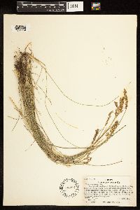 Poa compressa image