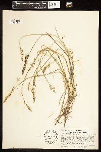 Poa compressa image
