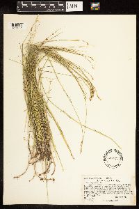 Poa compressa image