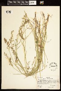 Poa compressa image