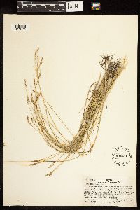 Poa compressa image