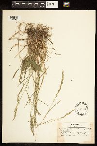 Poa compressa image