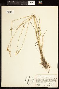 Poa compressa image