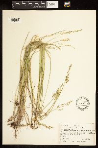 Poa compressa image