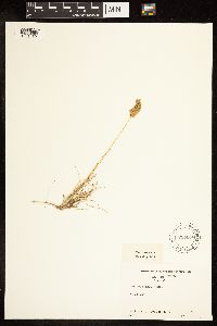 Image of Poa confinis
