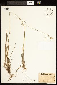Image of Poa cuspidata