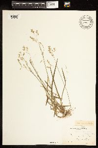 Poa cuspidata image