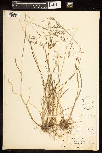 Poa cuspidata image