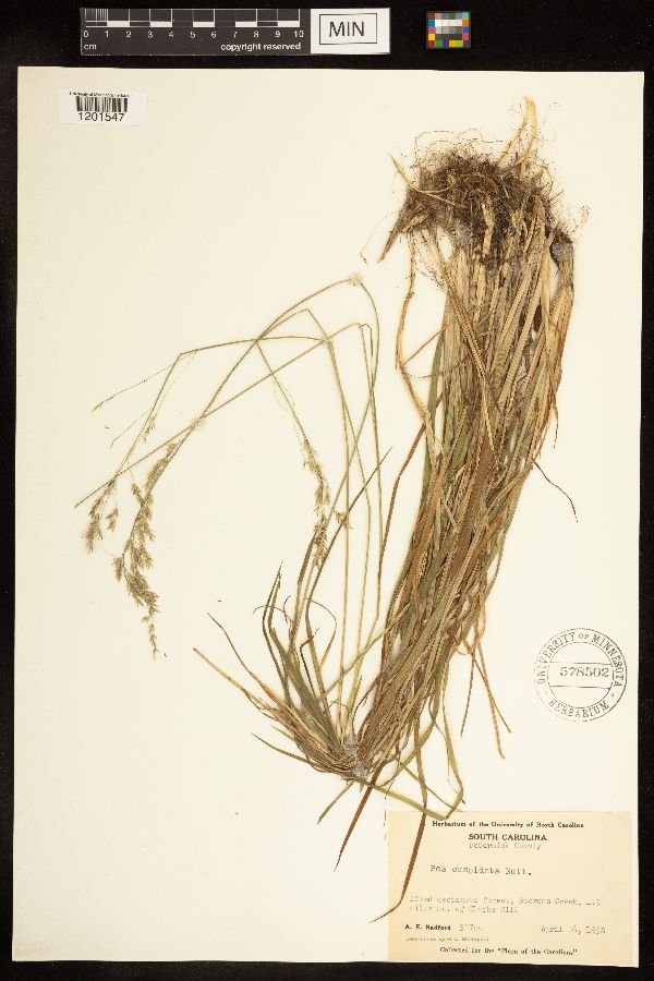 Poa cuspidata image