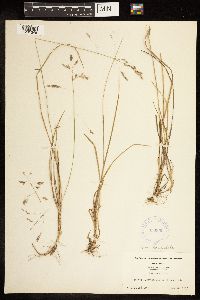 Poa cuspidata image