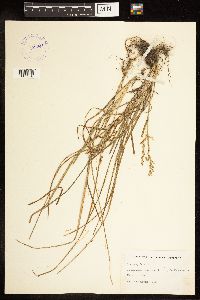 Poa cuspidata image