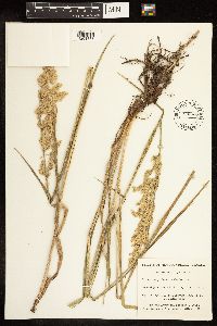 Image of Poa eminens