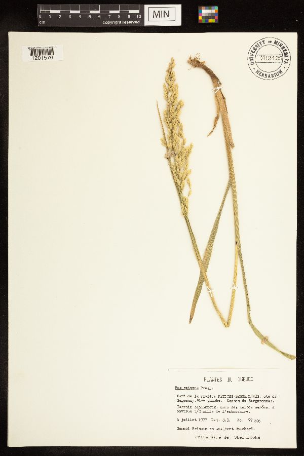 Poa image