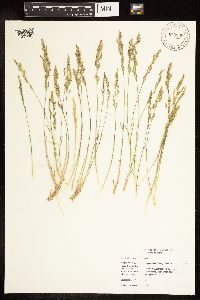 Image of Poa fendleriana x secunda