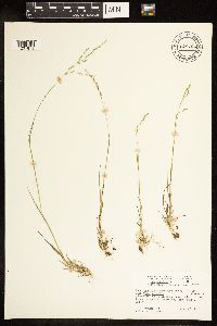 Poa bolanderi image