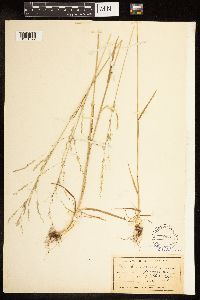Poa bolanderi image