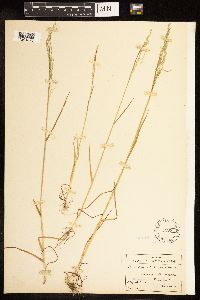 Poa bolanderi image