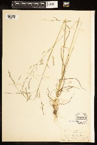 Poa bolanderi image