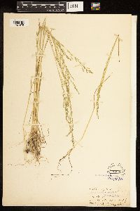 Poa bolanderi image