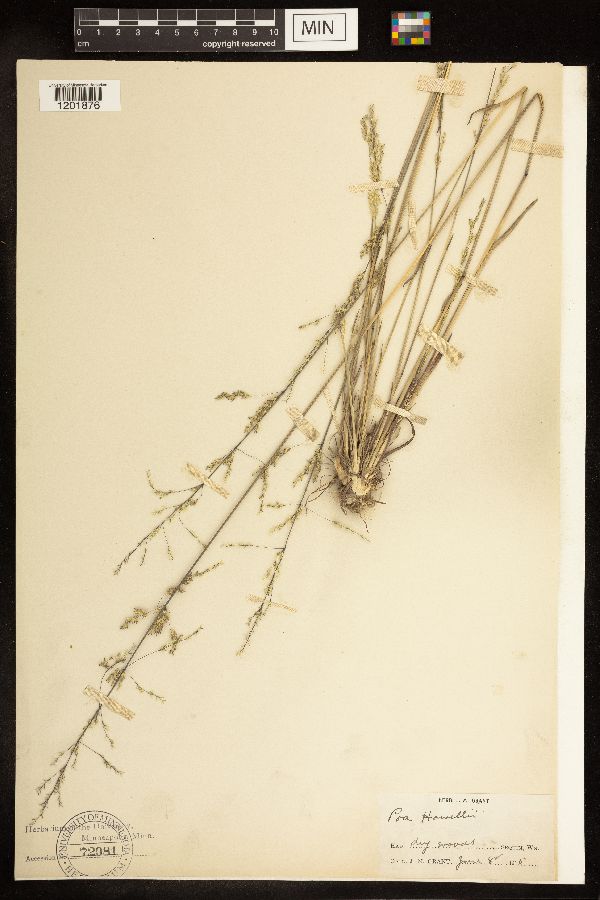 Poa bolanderi image