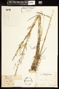 Poa bolanderi image