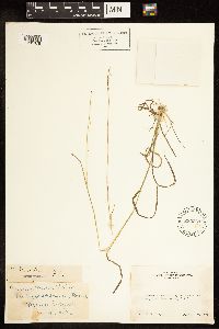 Poa bolanderi image