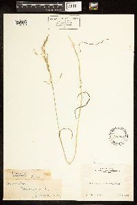 Poa bolanderi image