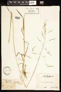 Poa bolanderi image