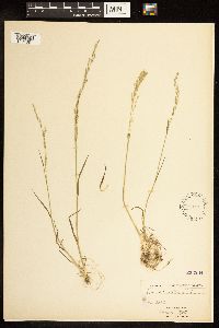 Poa bolanderi image