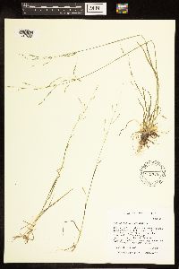 Poa bolanderi image