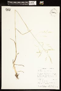 Poa bolanderi image
