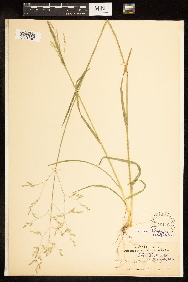 Poa kelloggii image