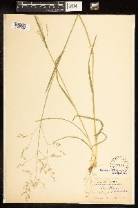 Image of Poa kelloggii