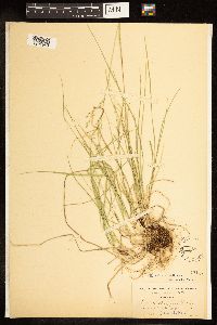 Poa kelloggii image