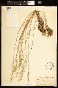Poa nemoralis image
